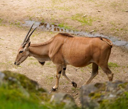 Safari Lodges With Hammock Naps and Wildebeest Views
