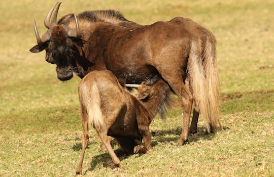 Safari Lodges With Private Libraries & Field Guides