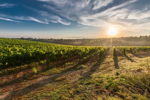 Villas in Tuscany With Courtyard Vine Theaters