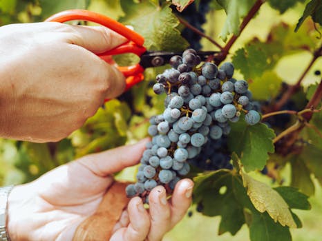 Vine Retreats With Cooking Classes and Grape Picking